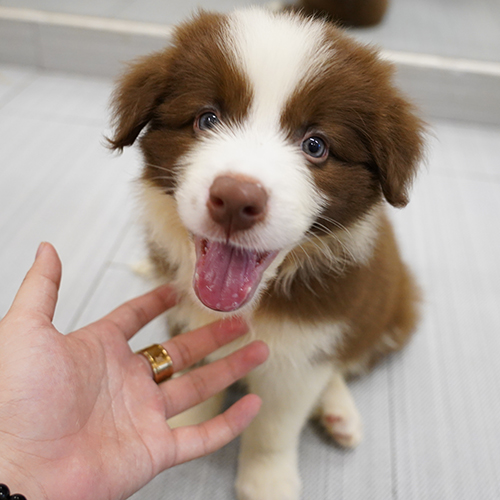 Chó Border Collie nâu đỏ thuần chủng cười tươi