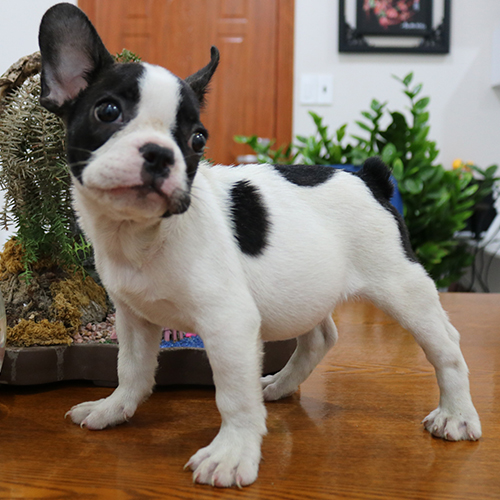 Chó con trắng đốm đen dễ thương như bò sữa