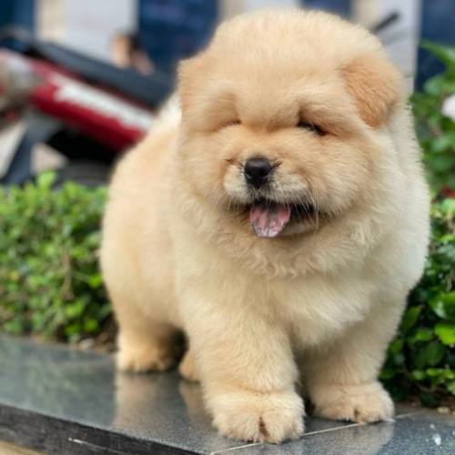 Chó Chow Chow con lông vàng xù đứng bên lề đường, vẻ mặt hiền hòa.