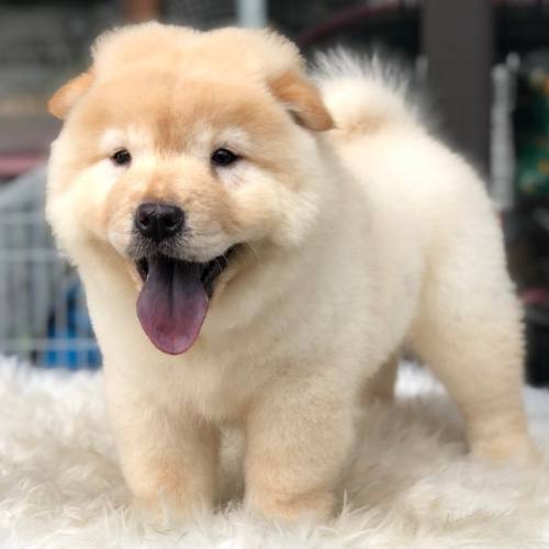 Chó Chow Chow con lông vàng kem, mập mạp, mặt xệ dễ thương và lưỡi tím đặc trưng.