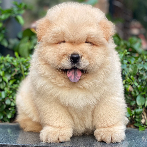 Chó con Chow Chow lông xù màu vàng ngồi ngoài trời