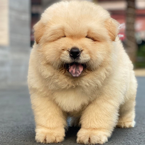 Chó Chow Chow con lông vàng bông xù đang há miệng cười đáng yêu