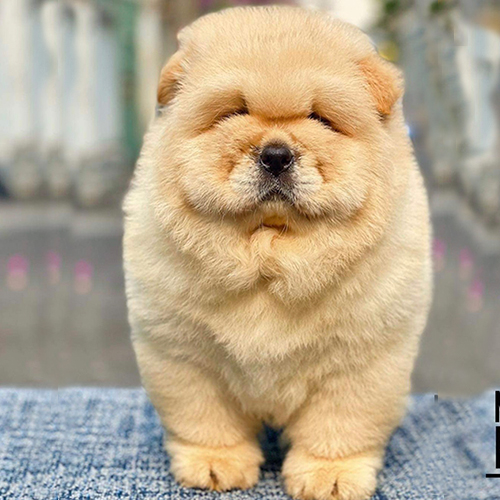 Chó Chow Chow con thuần chủng màu vàng kem, lông dày, dáng đứng bảnh bao, mặt bánh bao cực cưng