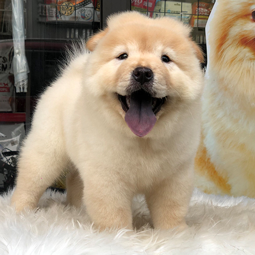 Chó Chow Chow con màu kem lông xù, lưỡi tím, đứng trên nền thảm trắng