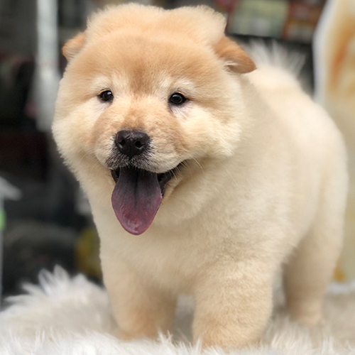 Chó Chow Chow con màu vàng kem, lưỡi tím đặc trưng, lông bông mịn như bông gòn