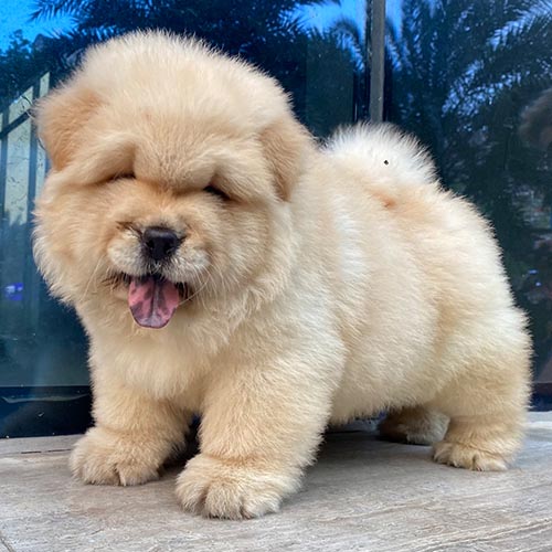 Chó Chow Chow lông dày vàng kem đứng trước cửa kính
