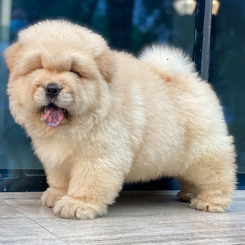 Chó Chow Chow vàng kem lông xù đứng tạo dáng oai vệ và đáng yêu