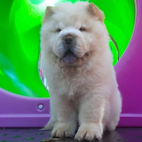 Chó Chow Chow màu vàng kem ngồi nghiêm túc trước ống trượt trẻ em
