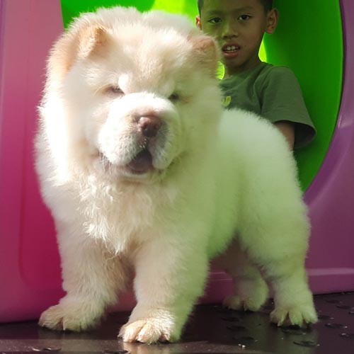 Chó Chow Chow lông trắng đứng bên cạnh bé trai gần cầu trượt