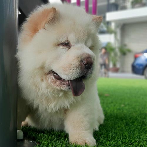 Chó Chow Chow màu vàng kem đang thư giãn trên thảm cỏ nhân tạo