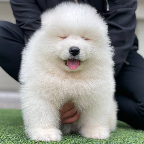 Chó Samoyed thuần chủng lông trắng xù đang ngồi trên cỏ, nhắm mắt và cười đáng yêu