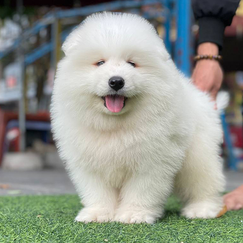 Chó Samoyed con trắng đang học lệnh đứng ngồi trong quá trình huấn luyện