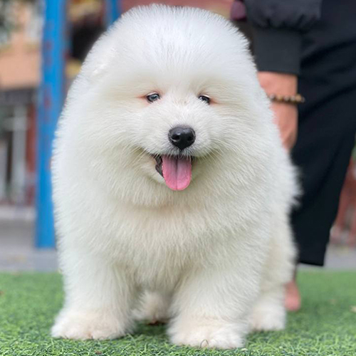 Chó Samoyed trắng lông dày cần được chăm sóc móng và răng miệng thường xuyên