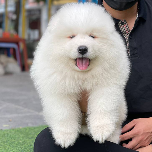 Chó Samoyed trắng dễ thương với biểu cảm tinh tế và lắng nghe