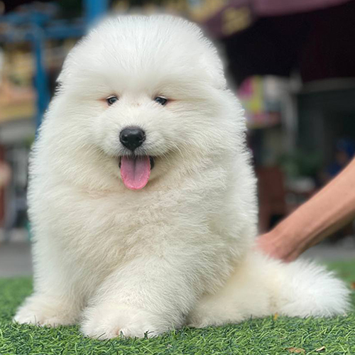 Samoyed thuần chủng với bộ lông trắng mềm mại và khuôn mặt dễ thương.