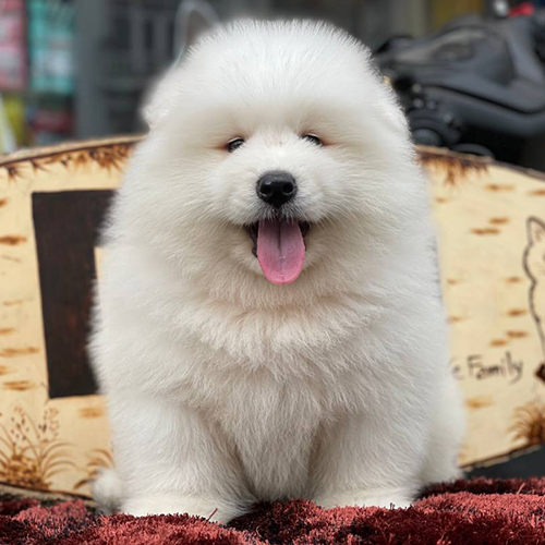 Chó Samoyed trắng ngồi trên thảm, được chăm sóc với chế độ ăn giàu đạm và khoa học