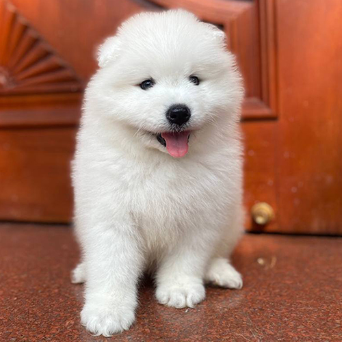 Chú chó Samoyed con trắng tuyết thuần chủng đang ngồi trước cửa gỗ