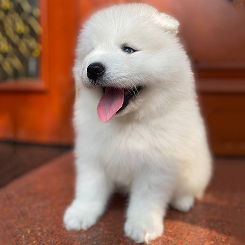 Chó Samoyed con trắng tinh siêu dễ thương đang thè lưỡi