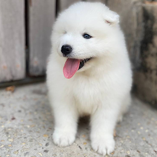 Chó Samoyed thuần chủng con siêu dễ thương với bộ lông trắng tuyết và lưỡi hồng tại chomeocanh.com