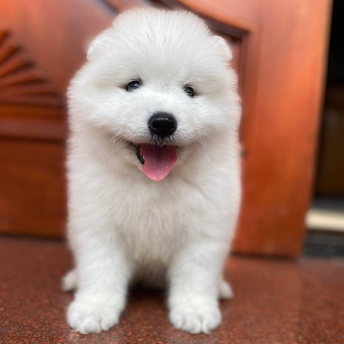 Chó Samoyed thuần chủng lông trắng tinh ngồi trước cửa, mặt mũi đáng yêu, mắt đen long lanh