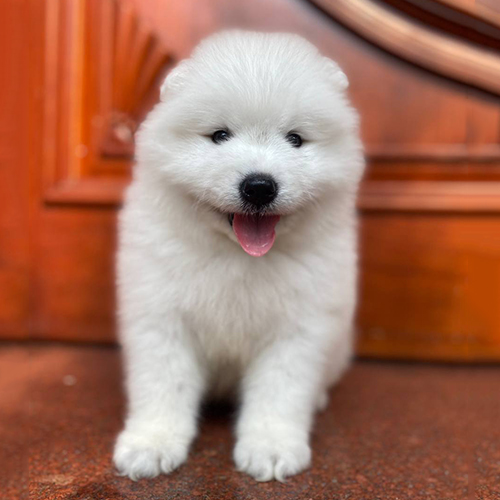 Chó Samoyed con lông trắng mịn, đang lè lưỡi dễ thương.