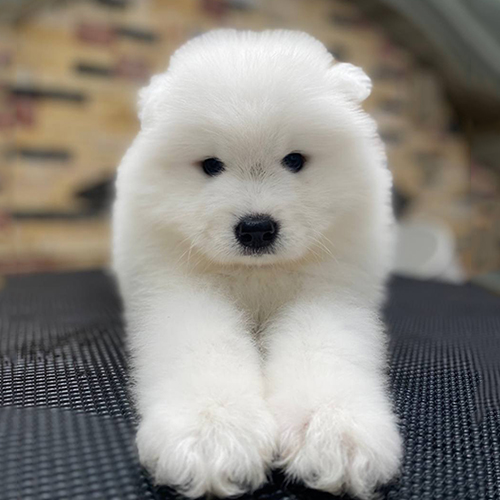Chó Samoyed con thuần chủng lông trắng bông xù đang nằm duỗi chân