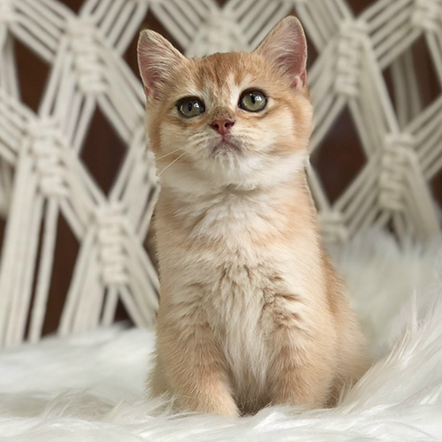 Mèo Anh lông ngắn golden ngồi trên nền lông trắng