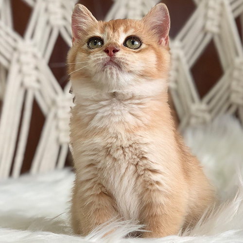 Mèo Anh lông ngắn golden dễ thương ngồi nghiêm trang trên thảm trắng