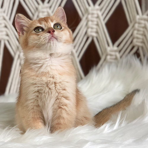 Mèo Anh lông ngắn golden thuần chủng được giao tận nơi tại Hải Phòng