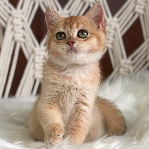 Mèo Anh lông ngắn Golden NY12, lông vàng sáng, mắt xanh long lanh đáng yêu.