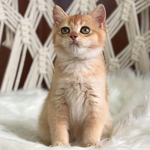 Mèo Anh lông ngắn con đáng yêu đang ngồi trên nền lông trắng, chế độ ăn thịt hợp lý