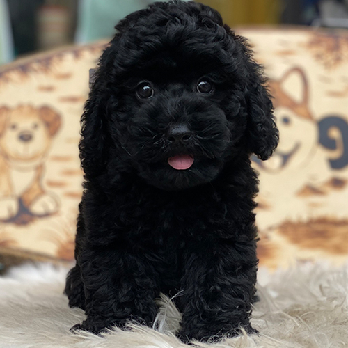 Chó Poodle đen thuần chủng với bộ lông xoăn mềm mượt.