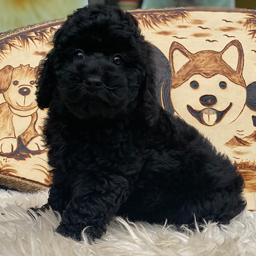 Poodle đen tuyền thuần chủng không pha màu tại Chomeocanh.com.