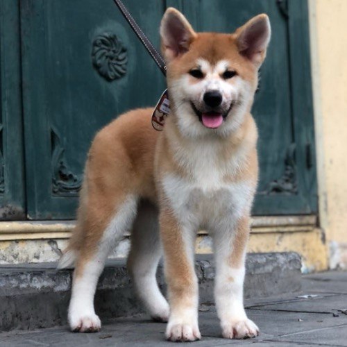 Chó Akita Inu con màu vàng trắng đứng trước cửa nhà cổ.