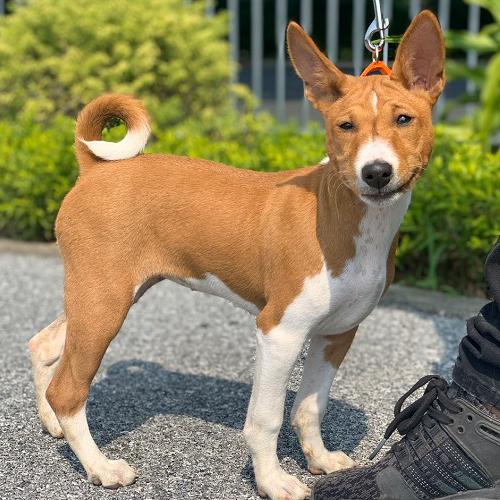 Chó Basenji vàng trắng nhập khẩu châu Âu có giấy FCI