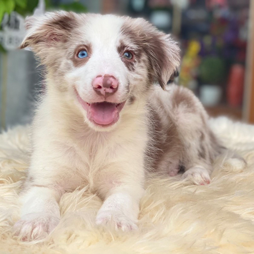 Chó Border Collie Lilac Merle mắt 2 màu nằm trên thảm lông
