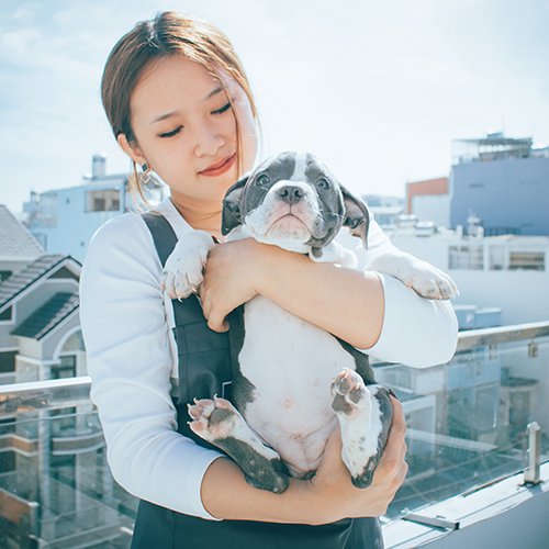 Khách hàng ôm chó Bully con trên sân thượng, giống đã được ABKC và UKC công nhận