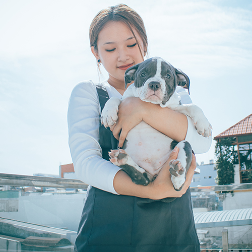 Cô gái trẻ bế chó Bully con trắng xám trên tay, đứng trên sân thượng dưới ánh nắng nhẹ.