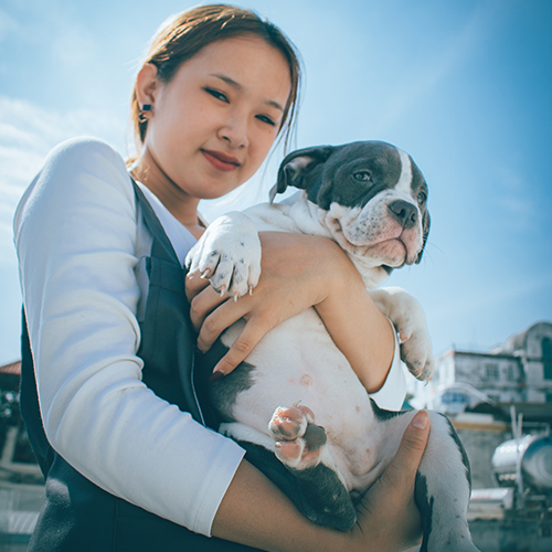 Cô gái trẻ ôm chú chó Bully con trắng xám, ánh mắt trìu mến dưới trời nắng.