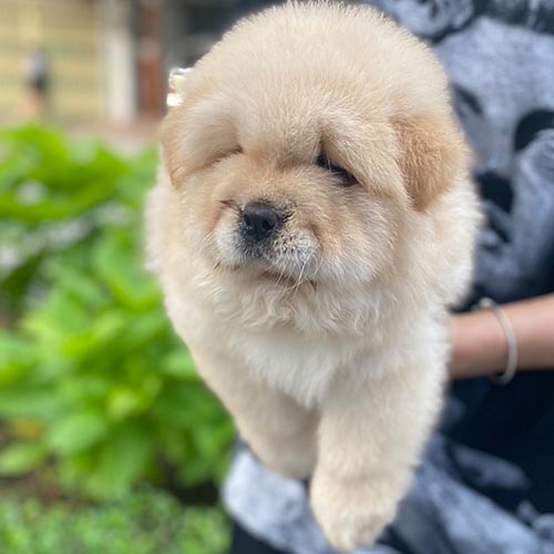 Chó Chow Chow lông kem mịn được bế trên tay ngoài trời