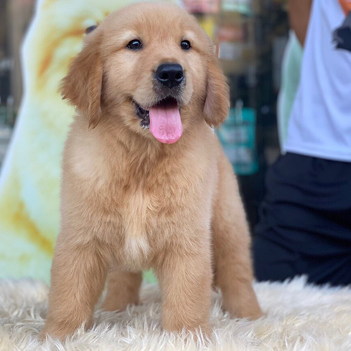 Chó Golden Retriever đực màu vàng đứng trên thảm trắng