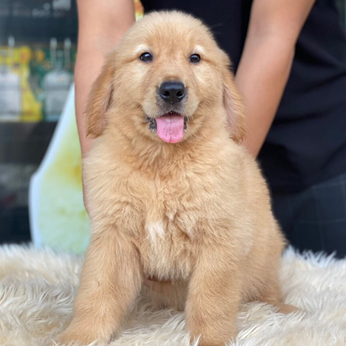 Chó Golden Retriever con lông vàng đậm ngồi trên thảm lông trắng, biểu cảm dễ thương