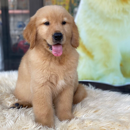 Chó Golden Retriever lông vàng đậm ngồi trên thảm trắng