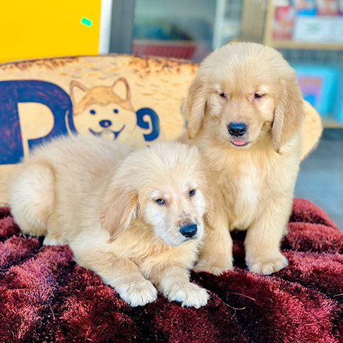 Hai chú chó Golden Retriever con nằm và ngồi cạnh nhau trên thảm đỏ