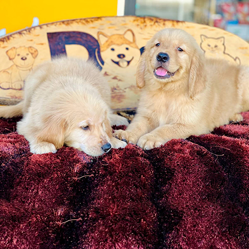 Hai chú chó Golden Retriever con nằm chơi trên thảm lông đỏ, một bé nằm một bé ngồi