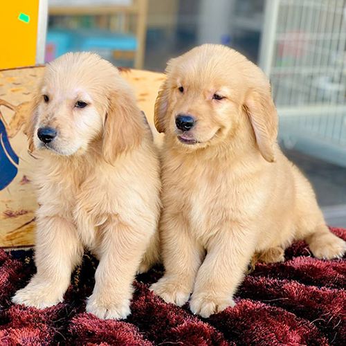 Cặp đôi chó Golden Retriever thuần chủng lông vàng óng, ngồi cạnh nhau trên thảm lông đỏ