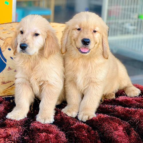 Hai chó Golden Retriever 3 tháng tuổi ngồi trên thảm lông đỏ