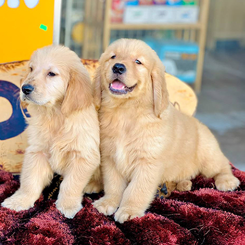 Hai chú chó Golden Retriever con lông vàng óng, dáng đẹp, ngồi trên thảm đỏ