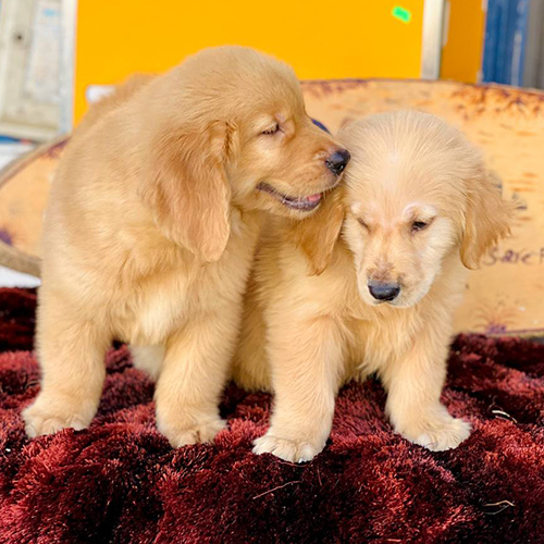 Hai chú chó Golden Retriever con đang chơi đùa thân thiết