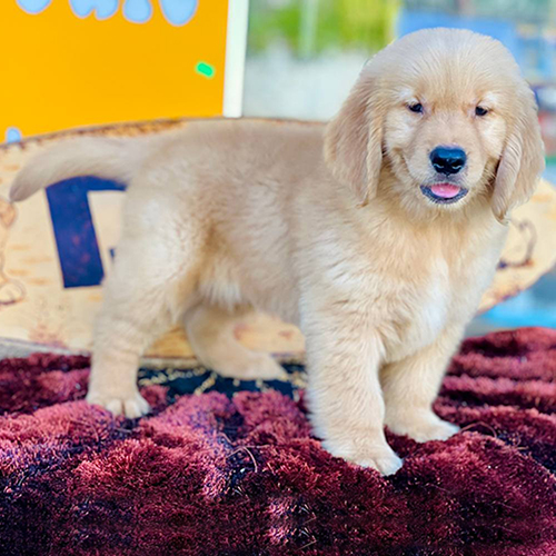 Chó Golden Retriever con đứng trên thảm đỏ